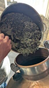 Mise en macération des plantes pour le pastis Saint Loup